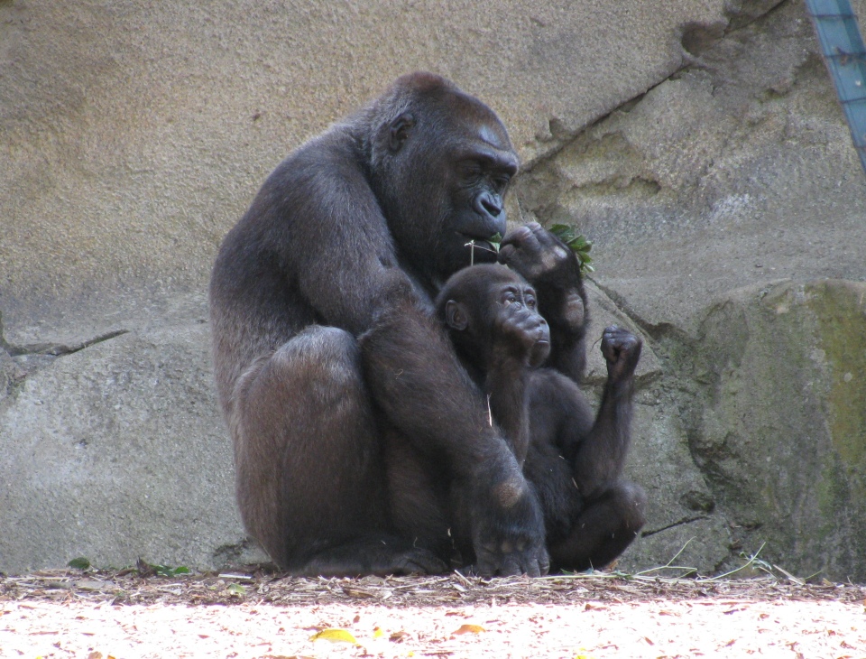 baby and mother gorilla